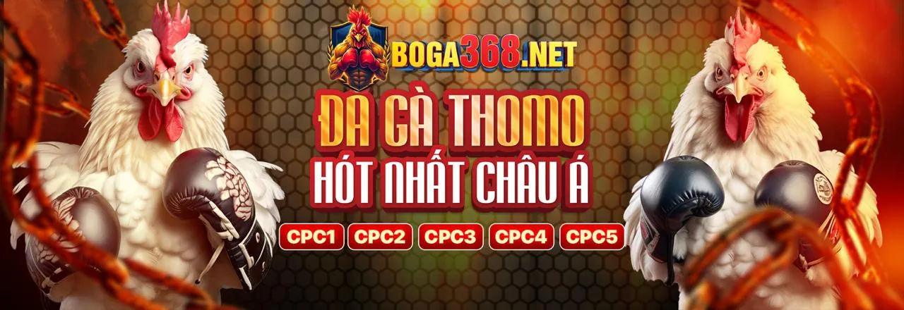 Sân đấu đá gà Thomo sôi động